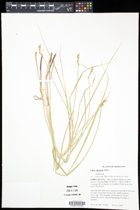 Carex projecta image