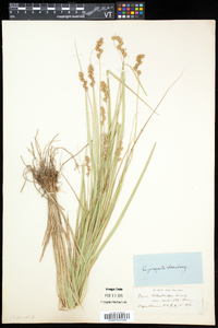 Carex projecta image