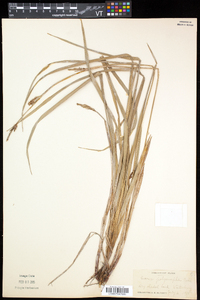 Carex polymorpha image