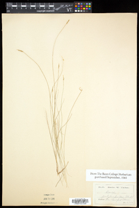 Carex leptalea subsp. leptalea image