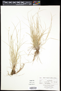 Carex radiata image