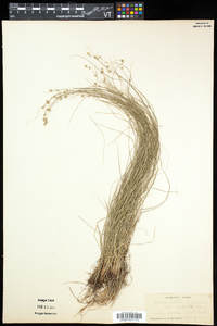 Carex radiata image