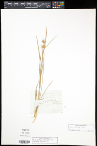 Carex rostrata image