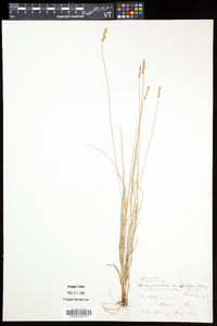 Carex retroflexa image