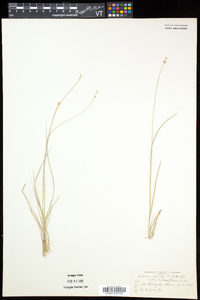 Carex retroflexa image