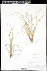 Carex tonsa var. tonsa image