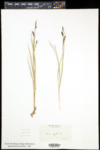 Carex bigelowii subsp. bigelowii image