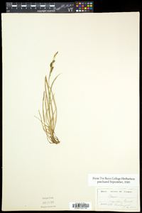 Carex bigelowii image