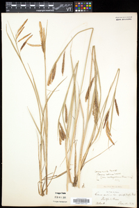 Carex recta image