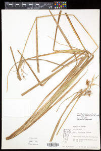 Carex retrorsa image