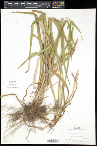 Carex scabrata image