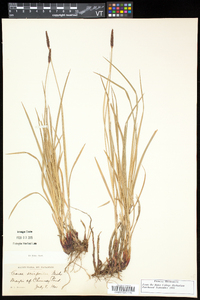 Carex scirpoidea subsp. scirpoidea image