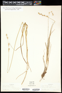 Carex silicea image