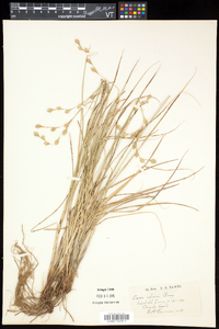 Carex silicea image