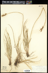 Carex echinata image