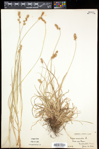 Carex echinata var. echinata image