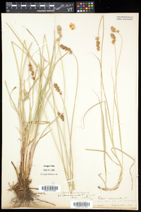 Carex echinata image