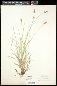 Carex echinata var. echinata image