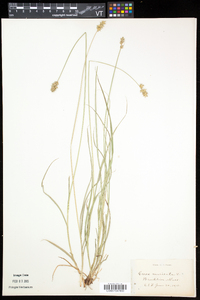 Carex echinata var. echinata image