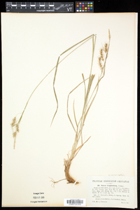 Carex sprengelii image