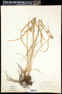 Carex squarrosa image