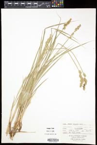 Carex stipata var. stipata image