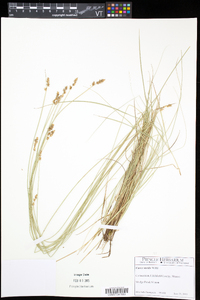 Carex sterilis image