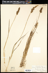 Carex stipata var. stipata image