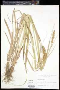 Carex stipata var. stipata image