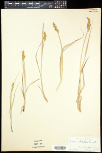 Carex stipata var. stipata image