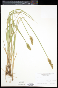 Carex stipata var. stipata image