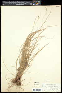 Carex swanii image