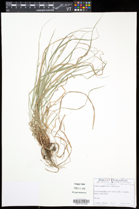 Carex swanii image