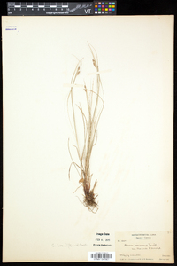 Carex swanii image