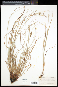 Carex swanii image