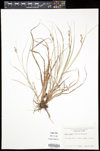 Carex swanii image