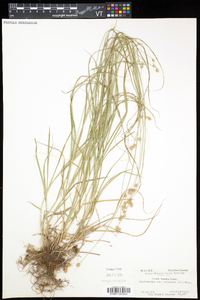 Carex echinodes image