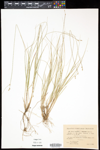 Carex trichina image