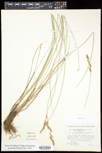 Carex prairea image