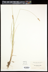 Carex diandra image