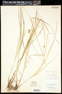 Carex tincta image