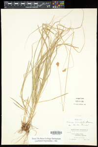 Carex tincta image