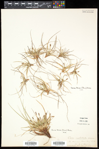 Carex tonsa var. tonsa image