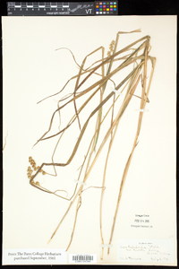 Carex tribuloides var. tribuloides image