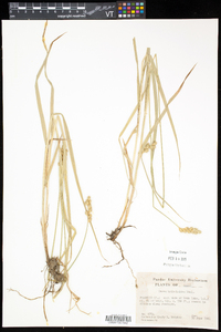 Carex tribuloides var. tribuloides image