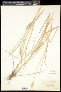 Carex tribuloides var. tribuloides image