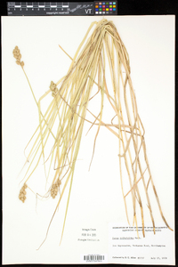 Carex tribuloides var. tribuloides image