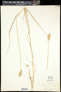 Carex tribuloides var. tribuloides image