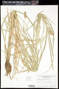 Carex tribuloides var. tribuloides image