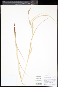 Carex trichocarpa image